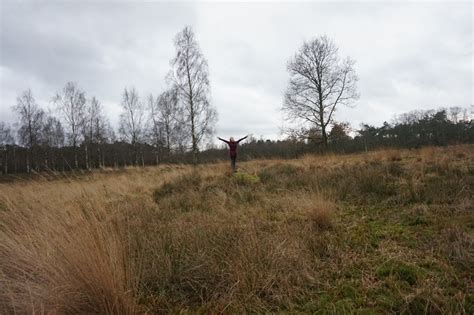 Free Images Landscape Tree Nature Forest Grass Marsh Wilderness