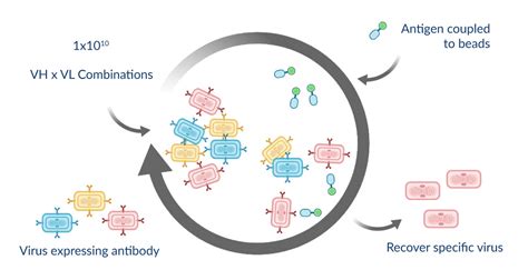 Antibody Discovery Vaccinex