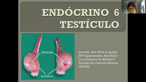 Endocrino 6 testículo - YouTube