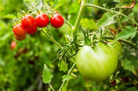 Seminare I Pomodori Come E Quando Orto Da Coltivare