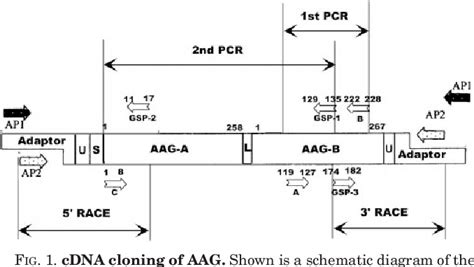 Figure From Primary Structure And Function Analysis Of The Abrus