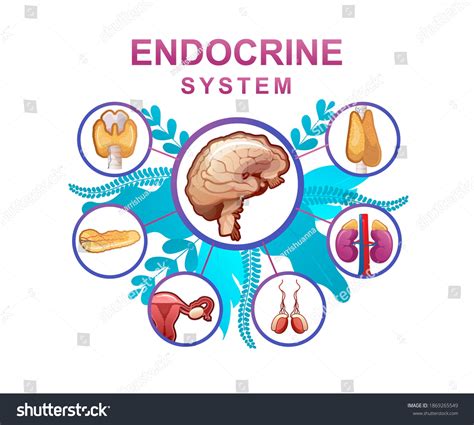 Human Endocrine System Glands Their Location 库存矢量图（免版税）1869265549