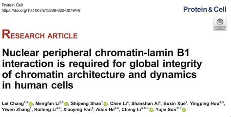 Protein And Cell 孙育杰李程课题组合作揭示核纤层蛋白对人源细胞中染色质高级结构及染色质运动状态的调控lamin