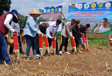 Perkuat Ketahanan Pangan Kementan Dan Gempita Genjot Penanaman Jagung