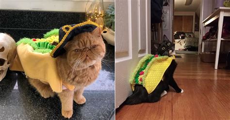 Cat Taco Halloween Costumes | POPSUGAR Pets