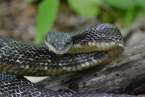 Eastern Rat Snake Timothy Burke Flickr