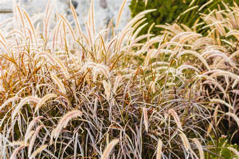 Drought Tolerant Garden Plants Should Be Used In Areas Affected By Low