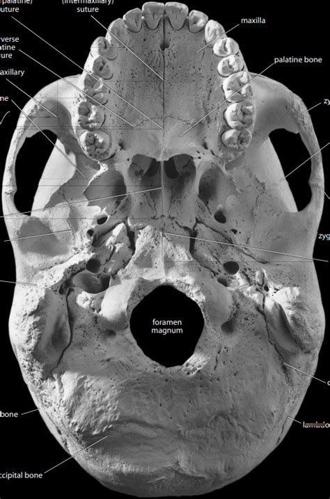 Cranial Sutures Bottom View Diagram Quizlet