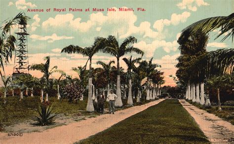 Vintage Postcard Avenue Of Royal Palms At Musa Isle Miami Florida