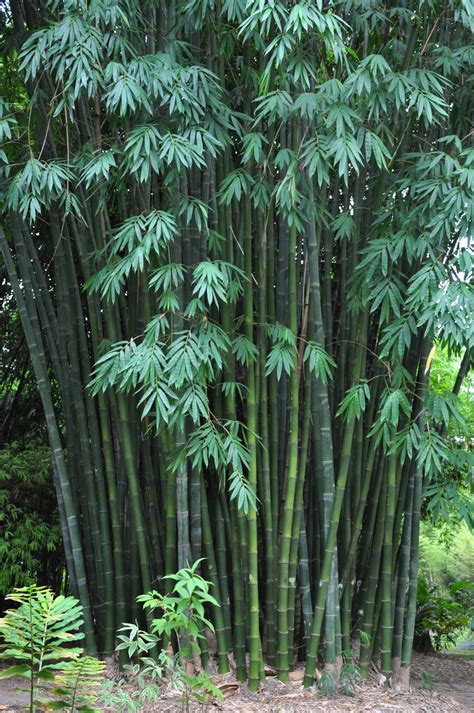 Dendrocalamus Latiflorus Bamboo Land Nursery Qld Australia