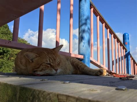 Premium Photo Cat Resting On A Railing