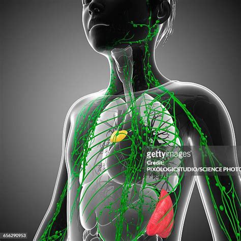 Lymph Node 3d Render Photos And Premium High Res Pictures Getty Images