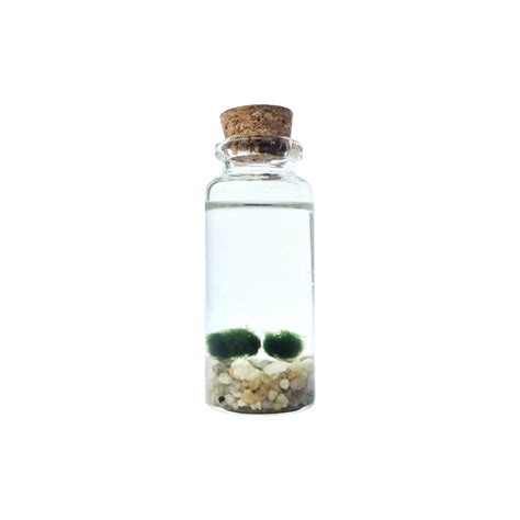 Twin Baby Marimo Moss Balls – Moss and Tumble