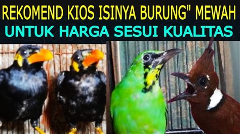 Rekomend Kios Yg Isinya Burung Mewah Untuk Harga Sesuai Kualitas Kios