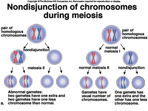 Meiosis Flashcards Quizlet