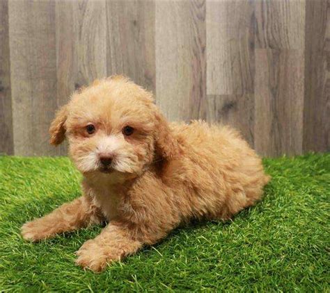 Mini Poodle Puppies | Select A Puppy