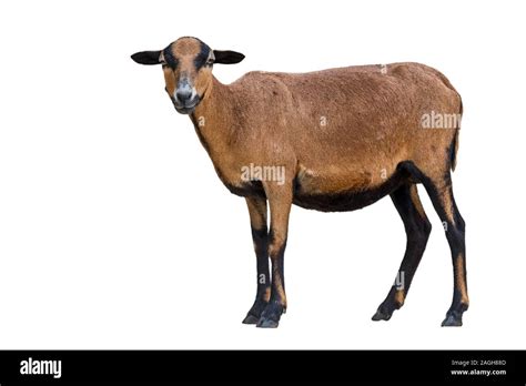 West African Dwarf Sheep Cut Out Stock Images And Pictures Alamy