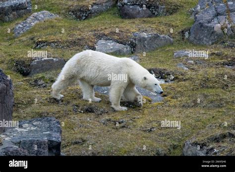 Solitary Polar Bear Ursus Maritimus Wearing Gps Ear Tags Foraging On