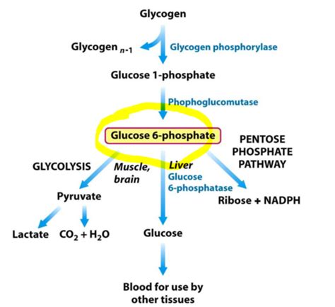 Metabolic Interrelationships Flashcards Quizlet