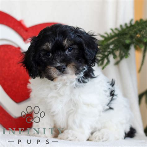 Cavachon Puppies For Sale • Adopt Your Puppy Today • Infinity Pups