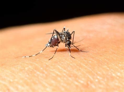 West Nile Virus Hospitalizes 3 In NJ S 1st Human Cases Of The Year