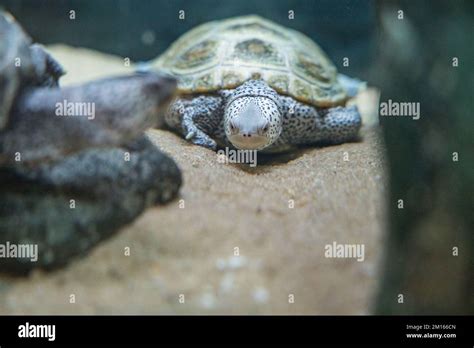 A Closeup Of A Diamondback Terrapin Malaclemys Terrapin In A Tank