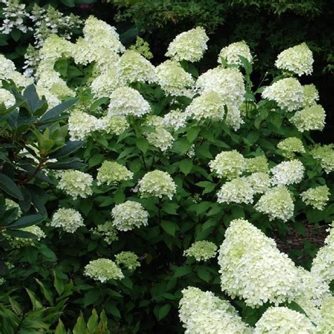 Hydrangea Paniculata Limelight