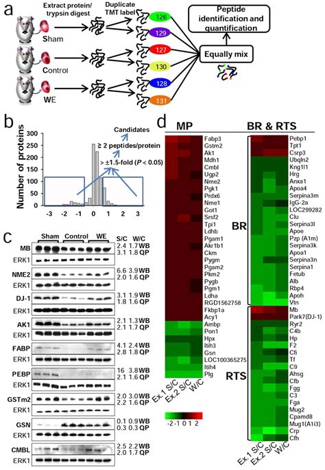 Quantitative Proteomics Analysis For The Identification Of Proteins