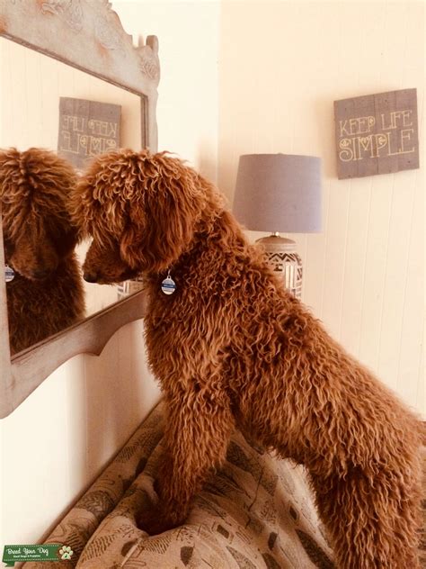 AKC Red Standard Poodle - Stud Dog GA - Breed Your Dog