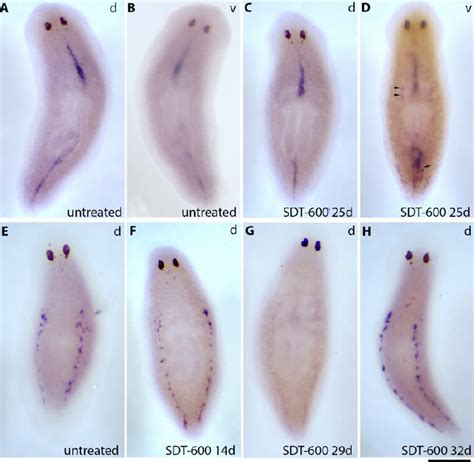 Figure 3 From Sub Lethal 5 Fluorouracil Dose Challenges Planarian Stem