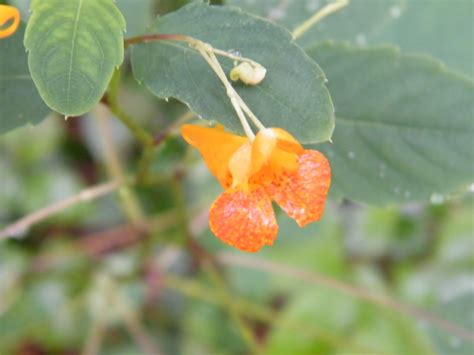 Summer as a Bio Technician: Wildflowers of the Midwest, Part Two!!