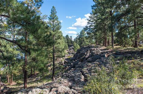 Woodland Lake Park Pinetop Arizona Photograph By Michael Moriarty