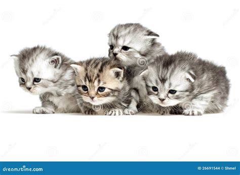 Four Kittens On White Stock Photo Image Of Kitten Mammals 26691544