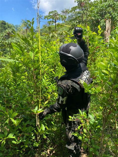 Aseguran Dos Plantaciones Con 125 Mil Arbustos De Hoja De Coca En La