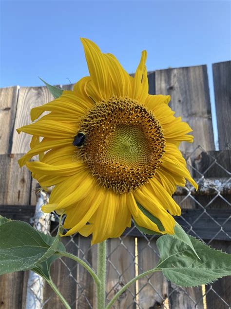 Bumble Bee On A Yellow Sunflower Blooming Stock Image Image Of Petal