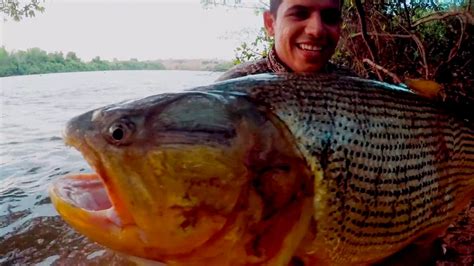 Dourado Gigante Na Pescaria De Barranco Youtube