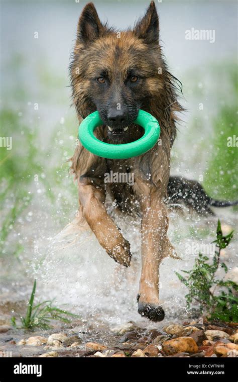 playing German Shepherd Stock Photo - Alamy