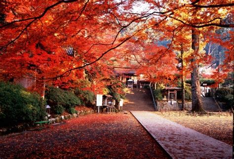 「日本紅葉百選」にも選ばれた紅葉の名所として人気の佐賀県基山町 大興善寺で「開創千三百年祭」開催されます 一般社団法人 佐賀県観光連盟の