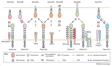 Diverse Roles For Semaphorin−plexin Signaling In The Immune System