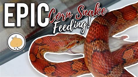 Feeding Chart For Corn Snake