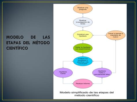 Total Imagen Modelo Simplificado De Las Etapas Del Metodo