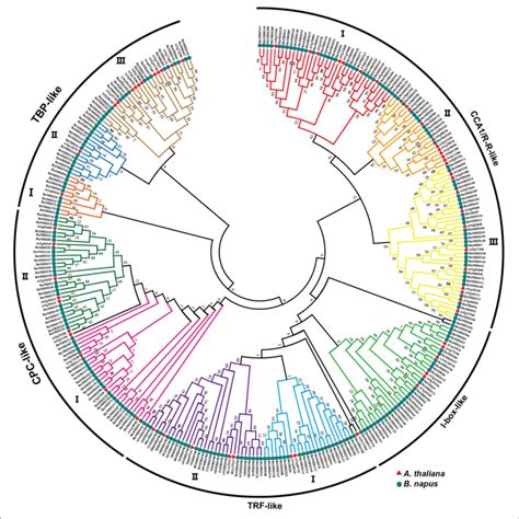 Phylogenetic Analysis Of MYB Related Proteins Using MEGA 7 0 With The