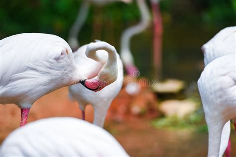 Flamingo Bird Pink Beautiful At Lake River Nature Tropical Animals