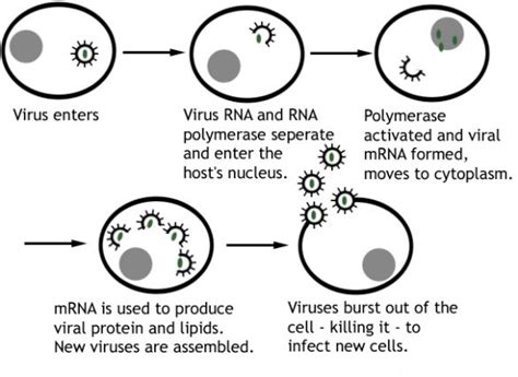 Replication In Viruses Viral Replication Everything Microbiology