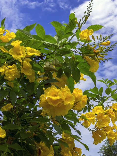 Texas Yellow Bell Bush Tecoma Stans Urban Perennials