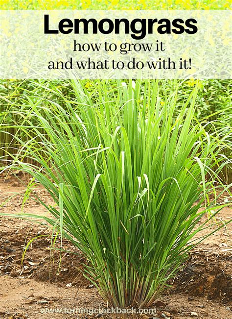 Tips For Growing Lemongrass And Ways To Use Lemongrass In Your Recipes Garden Yard Ideas Easy