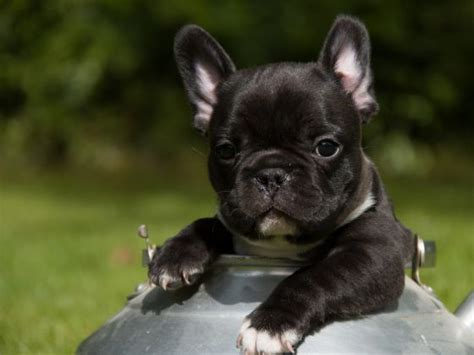 10 Bébés Bouledogues Français Qui Vont Vous Faire Totalement Craquer