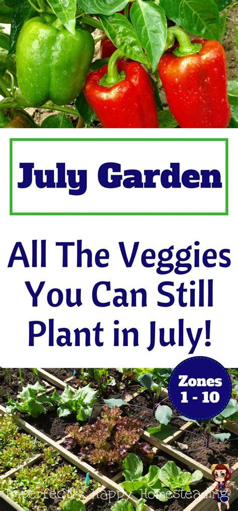 July Summer Garden All The Veggies You Can Still Plant In July For