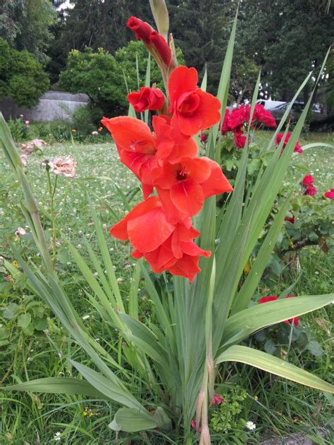 Imagen 200 Gladiolos Rojos Spanish Abzlocal Mx