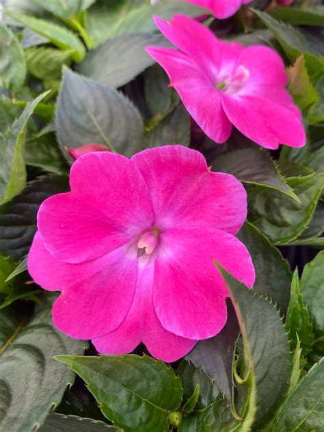 SUNPATIENS Compact Hot Pink Impatiens In Container Flowers Lavender Plant Garden Calendar